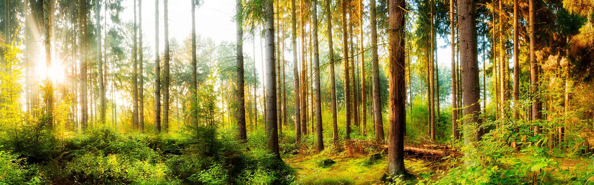 Datenschutz / Bühler Holzbau GmbH / Wehr